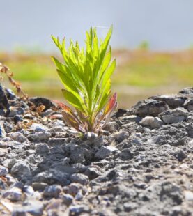 Workshop: Adaptabilidad