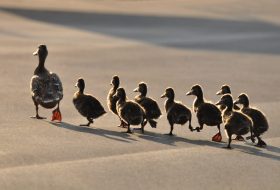 Comunicación, el hilo conductor del liderazgo situacional