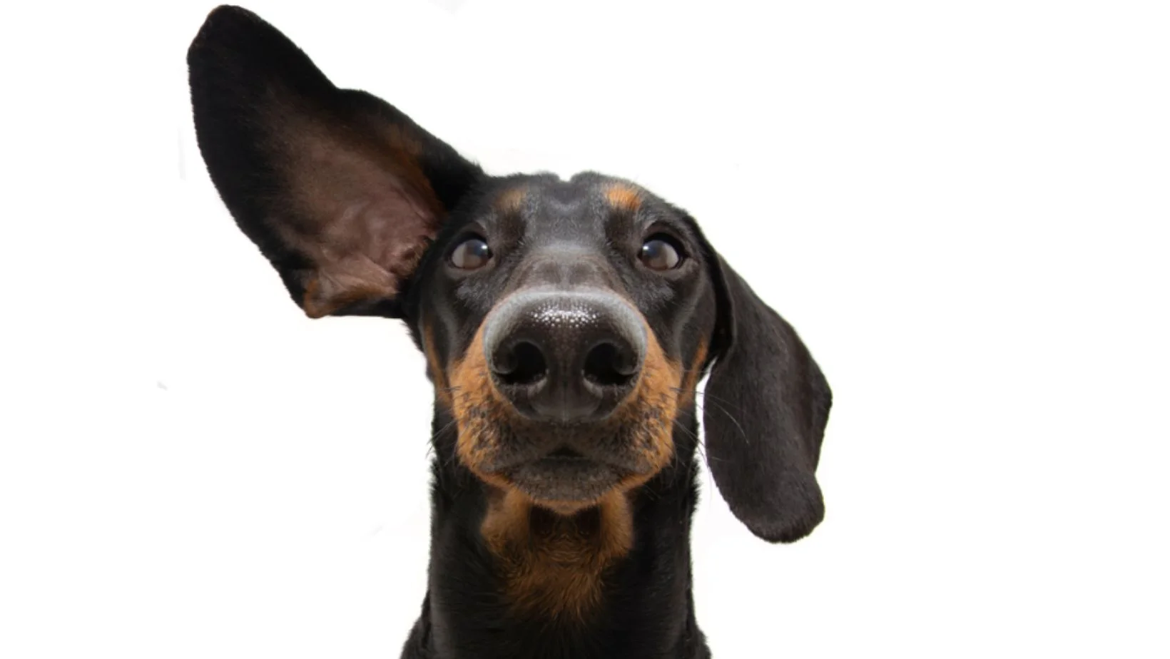 Escucha activa el secreto de tener dos orejas by Abilways